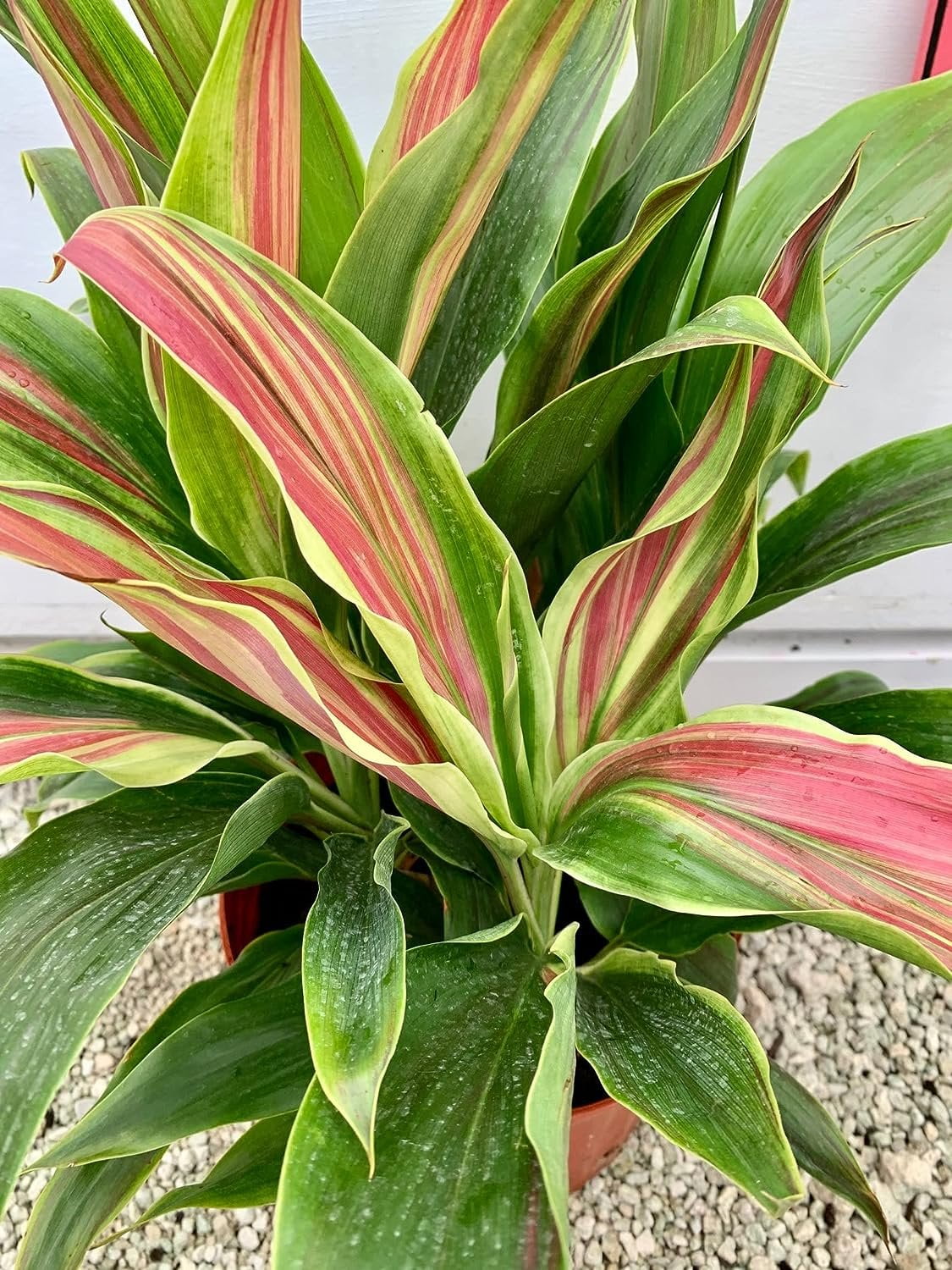 Cordyline Sherbert Ti Plant - Live Plant in an 10 Inch Growers Pot - Cordyline Fruticosa 'Sherbert' - Beautiful Indoor Outdoor Air Purifying Houseplant