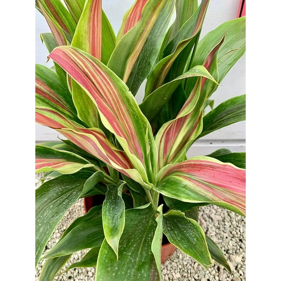 Cordyline Sherbert Ti Plant - Live Plant in an 10 Inch Growers Pot - Cordyline Fruticosa 'Sherbert' - Beautiful Indoor Outdoor Air Purifying Houseplant