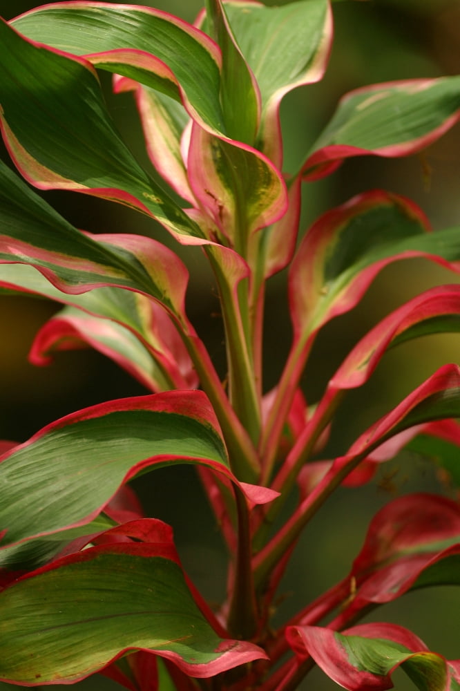 Cordyline Terminalis Red Ti Plant Canvas Art - Ron Dahlquist Design Pics (24 x 36)