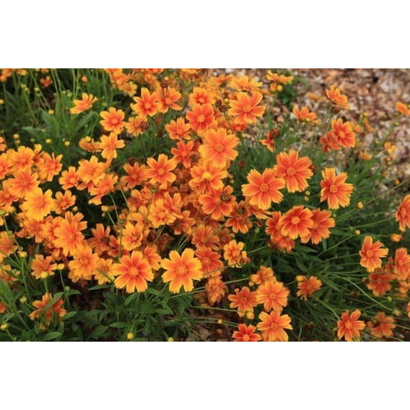 Coreopsis 'Li'l Bang Darling Clementine'Compact PerennialAttracts Pollinators 1 Gallon