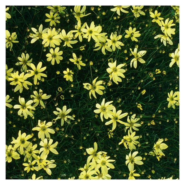Coreopsis Moonbeam (Tickseed) Plants Two (2) Live Plants NonGMO