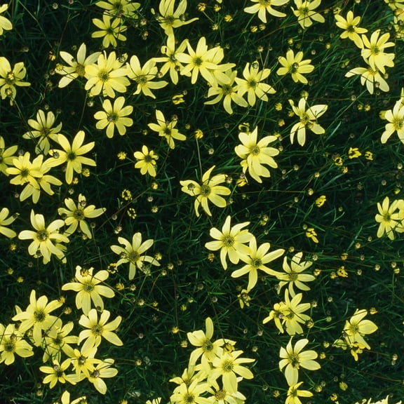 Coreopsis Moonbeam Plants, 2 Live Tickseed Perennials in 4 in Pots, Non-GMO