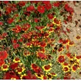thumbnail image 1 of Coreopsis Plains Blanket Flower Mix Coreopsis Red Plains Seed Bundle Drought Tolerant Garden Non-GMO, 1 of 1