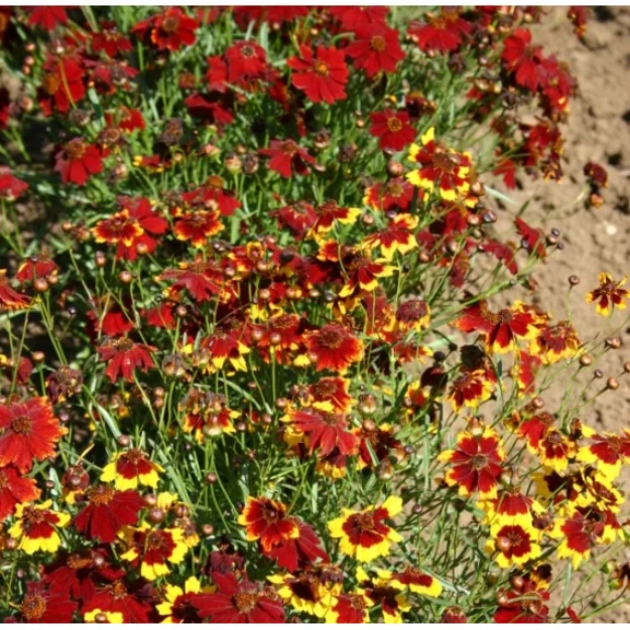 Coreopsis Plains Blanket Flower Mix Coreopsis Red Plains Seed Bundle Drought Tolerant Garden Non-GMO
