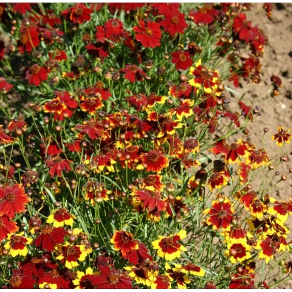 Coreopsis Plains Blanket Flower Mix Coreopsis Red Plains Seed Bundle Drought Tolerant Garden Non-GMO