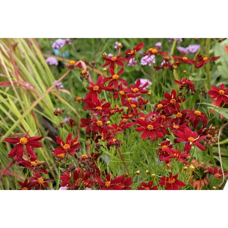 Coreopsis 'Red Satin' - Live Starter Plant