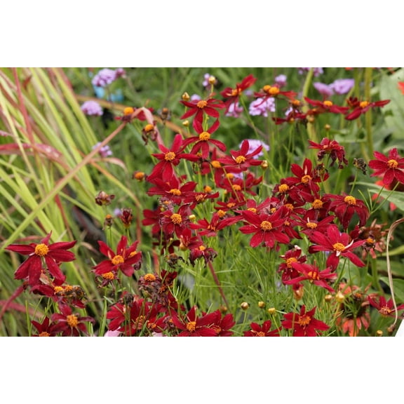 Coreopsis 'Red Satin' - Live Starter Plant