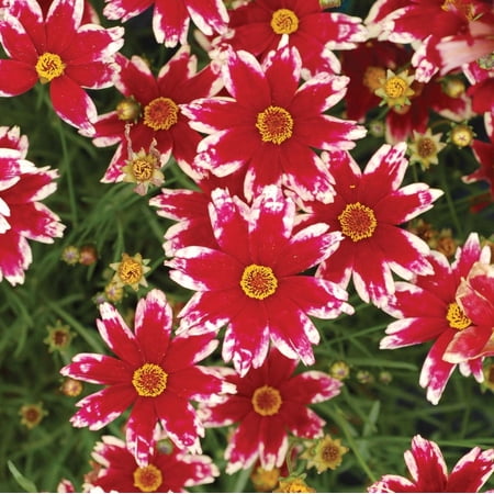 Coreopsis Ruby Frost Live Plant, Well Rooted Plug, Red White Bicolor Flowers, Hardy Perennial Flower for Garden Borders and Containers price history and forecast - Mappe Garden