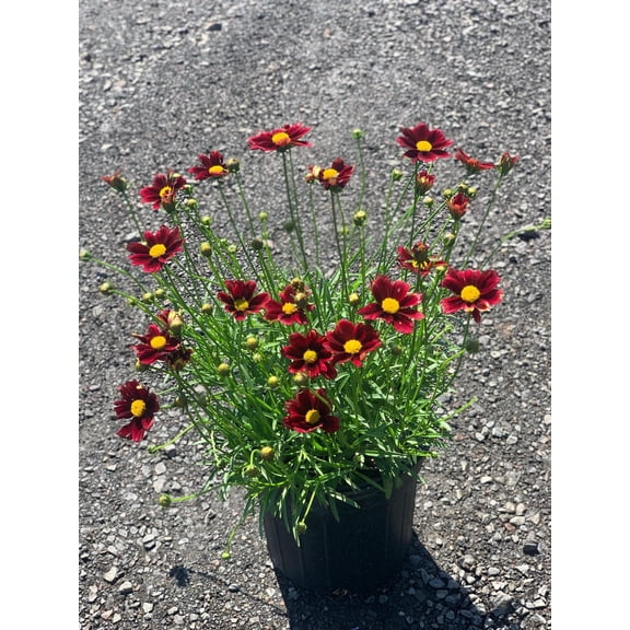 Coreopsis x 'Li'l Bang Red Elf'Compact perennialAttracts pollinators  1 Gallon