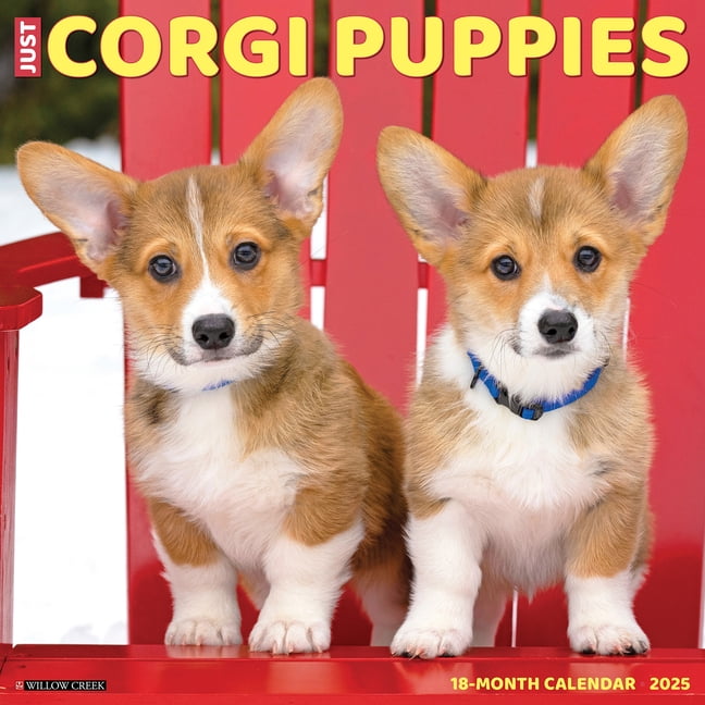 Corgi Puppies 2025 Wall Calendar