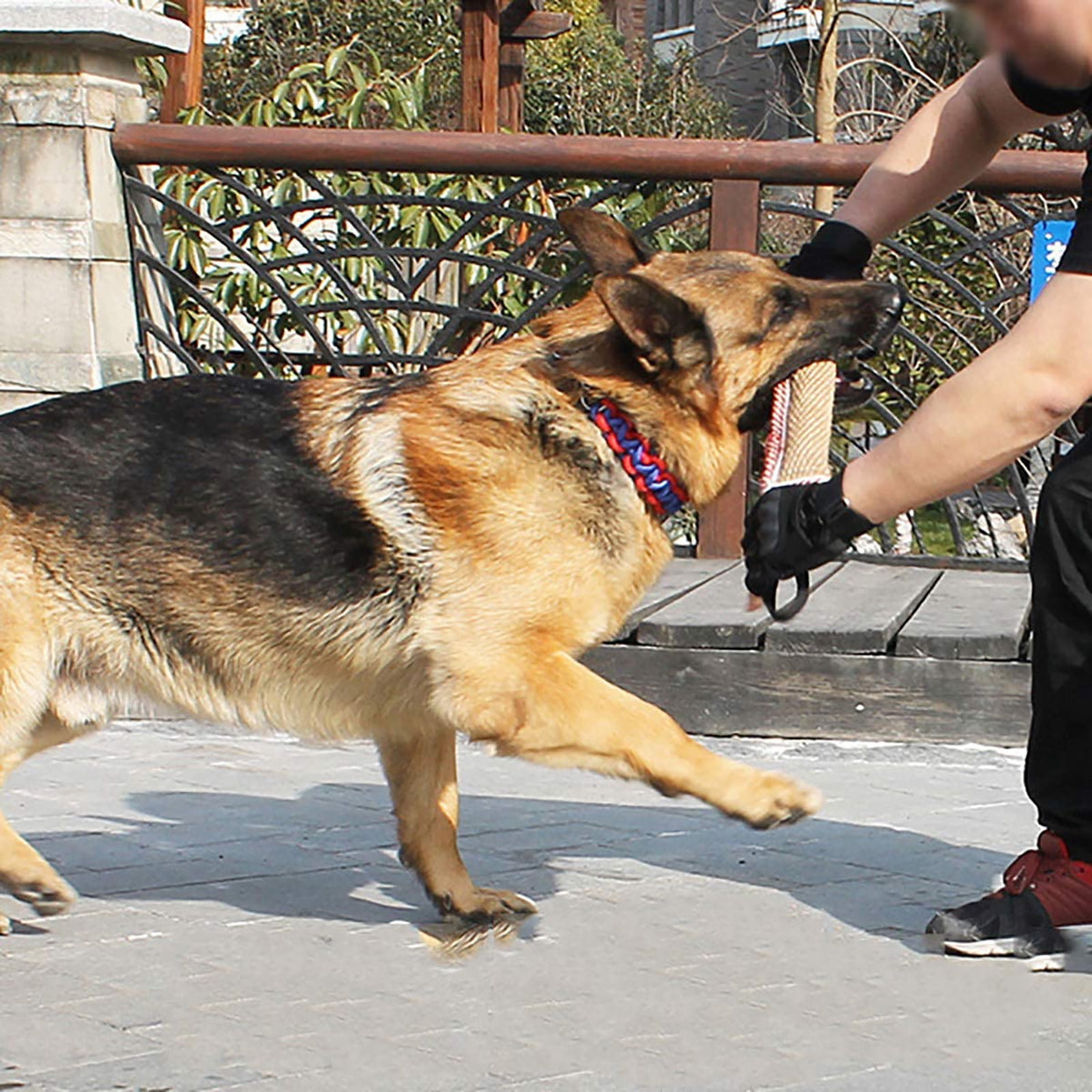 for Cups Agility Girl Dog No Stuffing Dog Bulk Christmas Puppy
