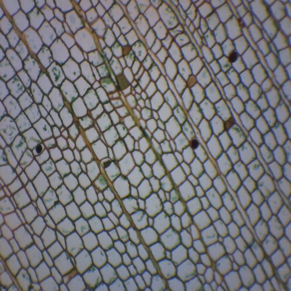 Cork Cells, Cross Section - Prepared Microscope Slide - 75 x 25mm - Biology & Microscopy - Eisco Labs