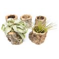 Cork Planters with Assorted Air Plants Wholesale and Bulk Succulents