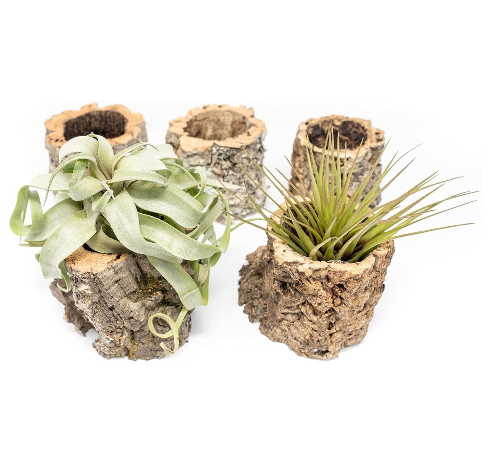 Cork Planters with Assorted Air Plants Wholesale and Bulk Succulents
