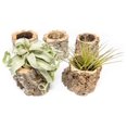 Cork Planters with Assorted Air Plants Wholesale and Bulk Succulents