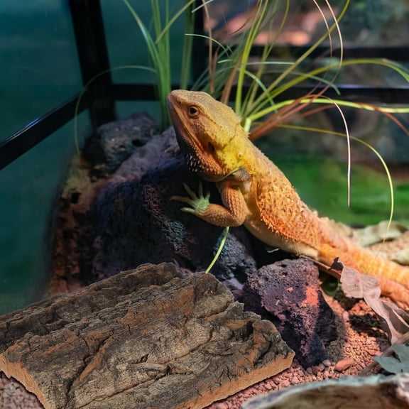 Cork Terrarium Background Reptile Climbing Background Habitat Decor Terrarium Accessories for Spider Lizard Turtle Beared Dragon Aquarium Decor