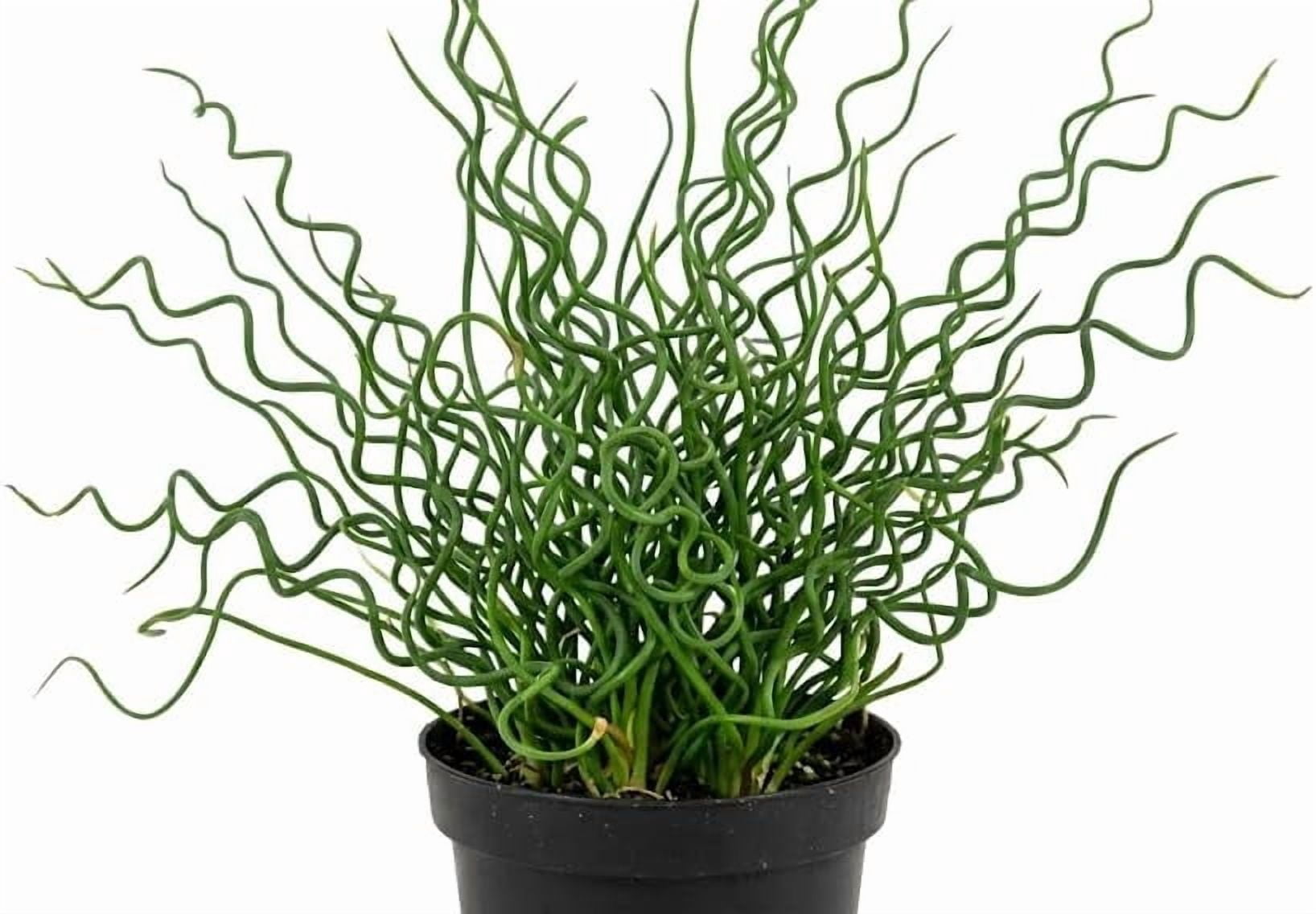 Spiral Plant