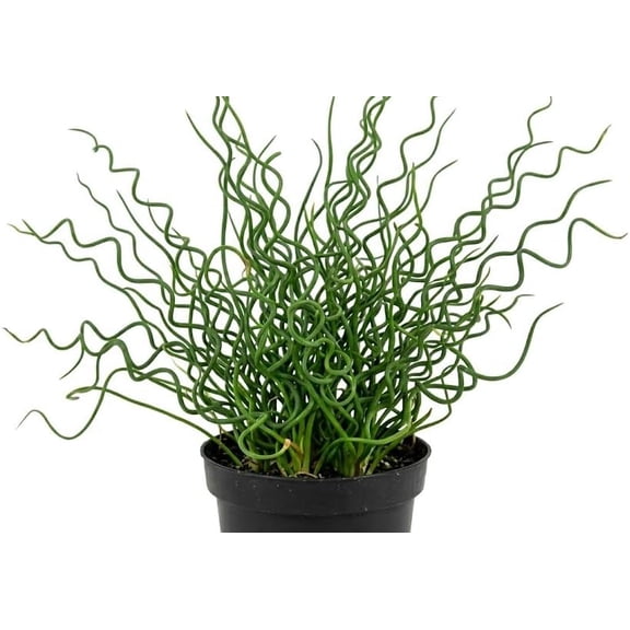 Corkscrew Rush Plant, Twisted Ornamental Grass Plant, Curry Leaves Grasses Juncus Spiralis Bush 4" Pot