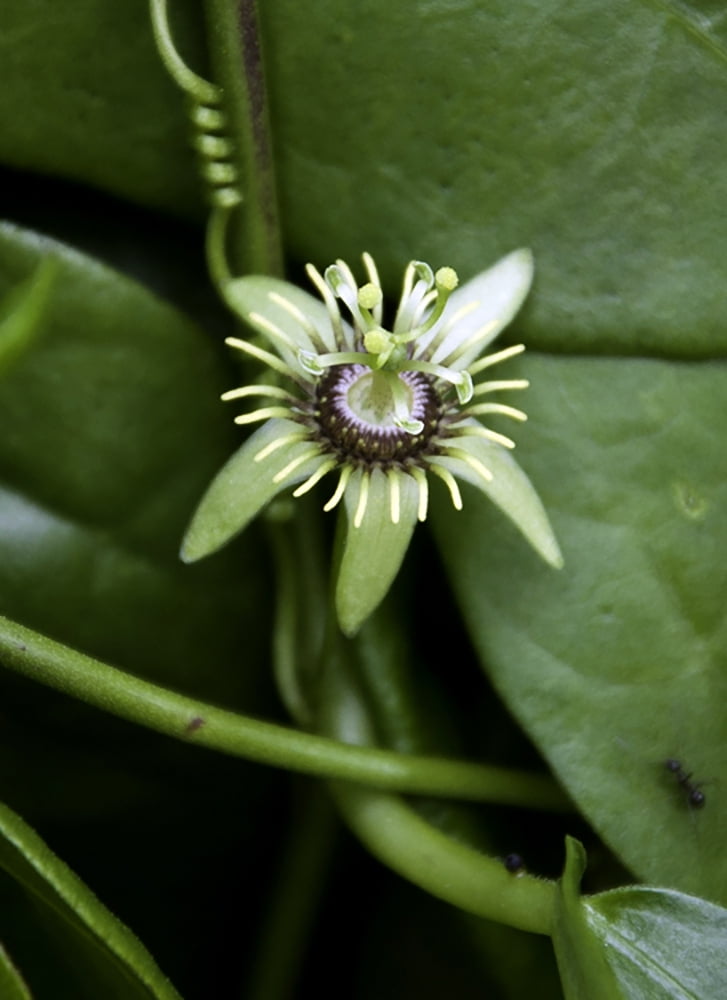 Corky Stem Passion Flower Vine Plant Exotic! 3" Pot