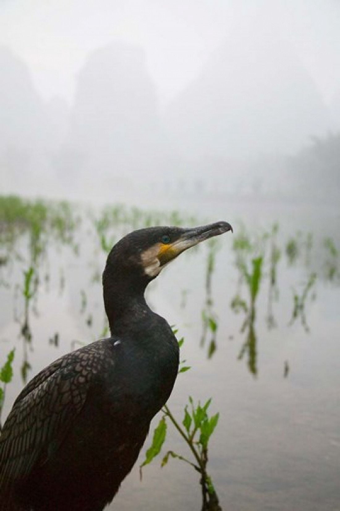 Cormorant by the Li River China Canvas Art - Keren Su DanitaDelimont (24 x 35)