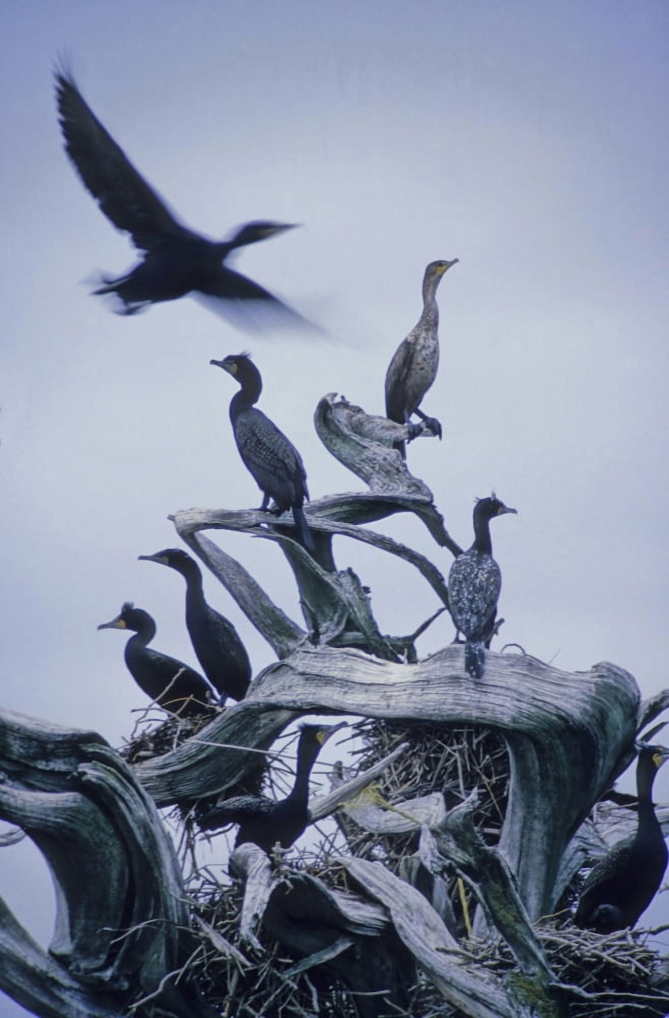 Cormorants Fly Above Driftwood Grey Sky Galiano Island Bc Canvas Art - Leanna Rathkelly Design Pics (11 x 17)
