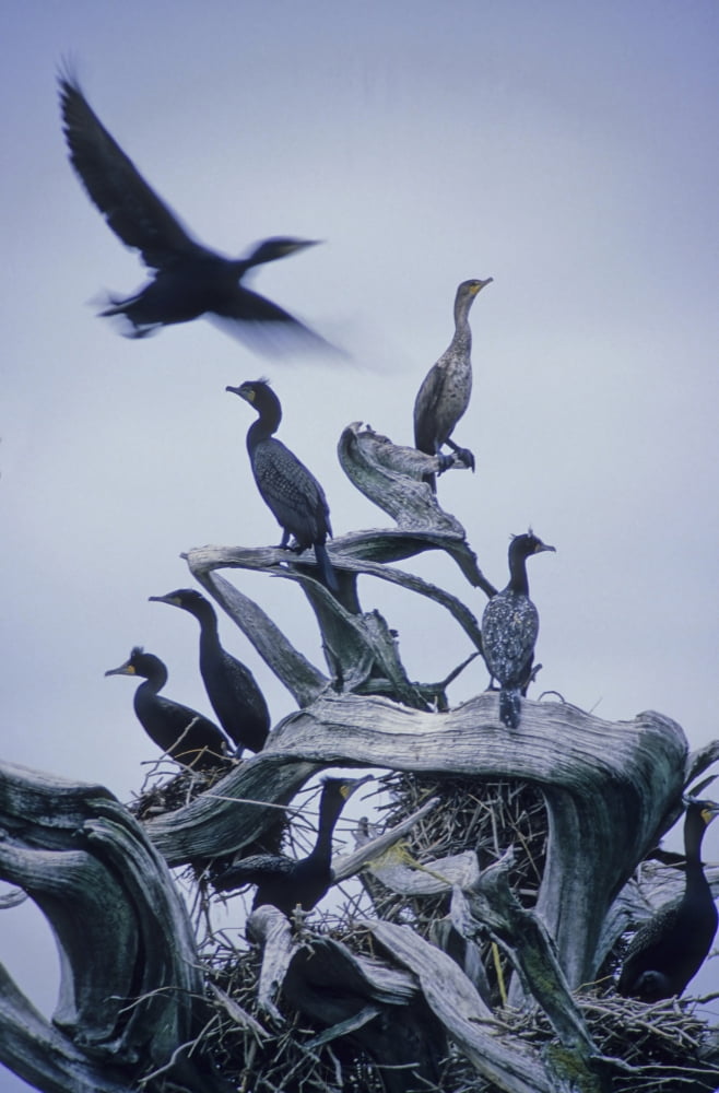 Cormorants Fly Above Driftwood Grey Sky Galiano Island Bc Canvas Art - Leanna Rathkelly Design Pics (22 x 34)