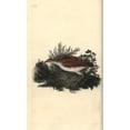 thumbnail image 1 of Corn Crake, Crex Crex Near Threatened Poster Print By ® Florilegius Mary Evans (24 X 36), 1 of 3