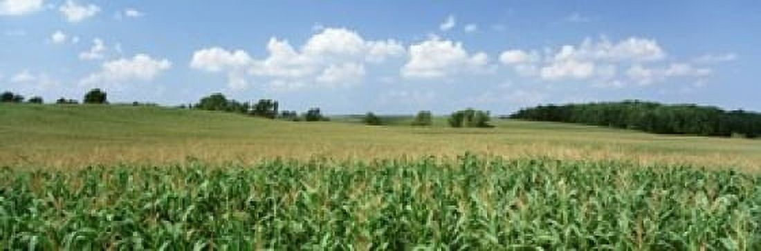 Corn Crop In A Field Wyoming County New York State USA Canvas Art - Panoramic Images (18 x 6)