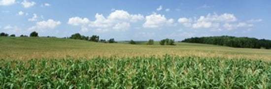 Corn Crop In A Field Wyoming County New York State USA Canvas Art - Panoramic Images (36 x 12)
