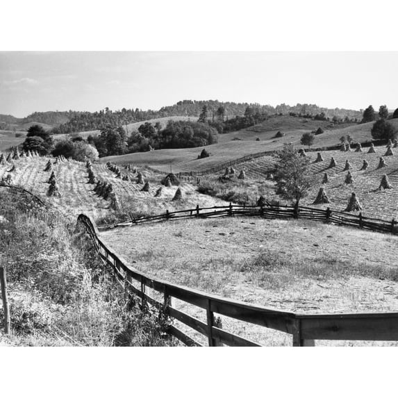 Corn Field 1940. Ncorn Shocks And Fences On A Farm Near Marion Virginia. Photograph By Marion Post Wolcott October