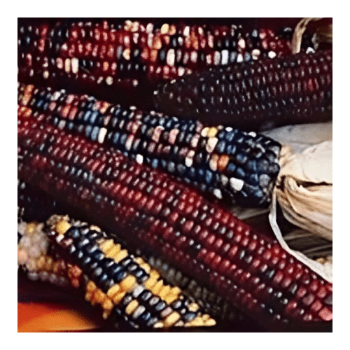 Corn Indian Ornamental Great Heirloom Vegetable by Seed Kingdom 1 Lb Seeds