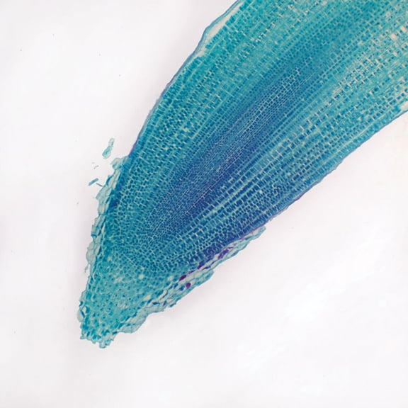 Corn Root Tip, L.S., 12 M Microscope Slide