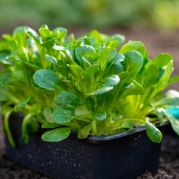 Corn Salad Seeds - French - 4 Oz ~80,000 Seeds - Valerianella olitoria - Non-GMO, Open Pollinated Vegetable Gardening & Microgreens Seeds - AKA: Mache, Lamb's Ear
