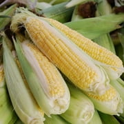 Corn Seeds - Golden X Bantam - 1 Pound -  Vegetable Seeds,  Hybrid Seed  Fast Growing, Culinary