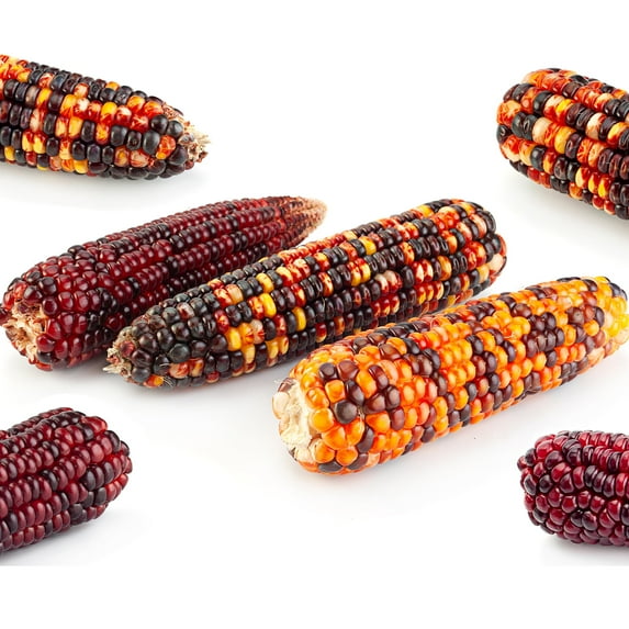 Corn Seeds - Ornamental - Rainbow (Multicolors Flint) - 4 Oz ~800 Seeds - Zea mays - Farm & Garden Vegetable Seeds - Non-GMO, Heirloom, Open Pollinated, Annual