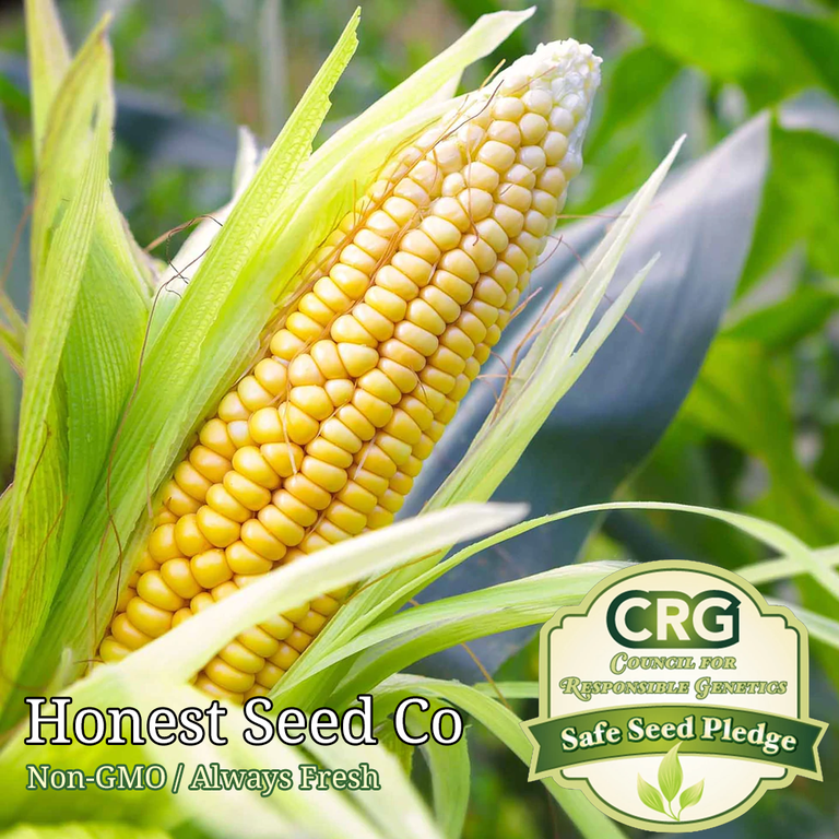 Corn Seeds for Planting | Heirloom | Non-GMO | Untreated Fresh Garden Seeds  USA