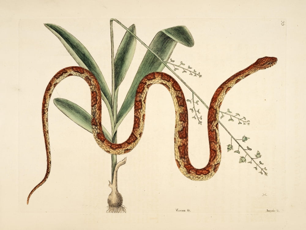 Corn Snake Canvas Art - Mark Catesby (24 x 36)