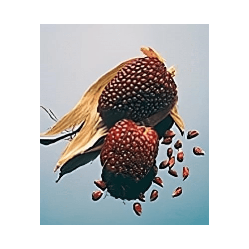 Corn Strawberry Popcorn Ornamental Great Heirloom Vegetable by Seed Kingdom (5 Lb Seeds)