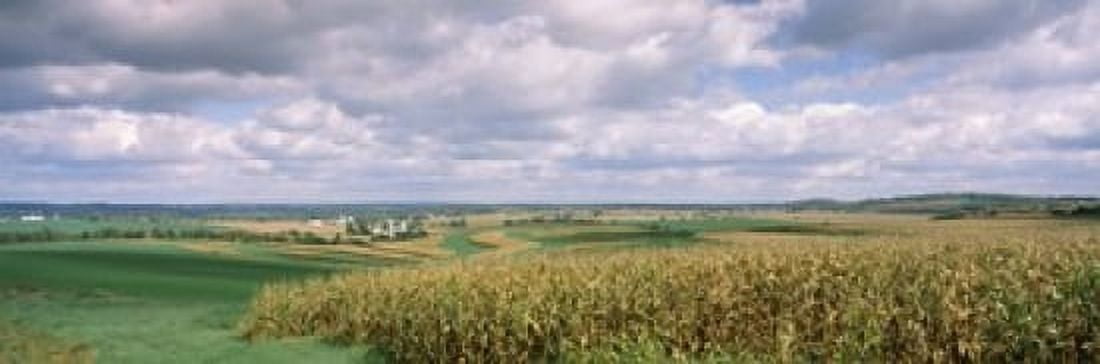Corn and alfalfa fields Green County Wisconsin USA Canvas Art - Panoramic Images (18 x 6)