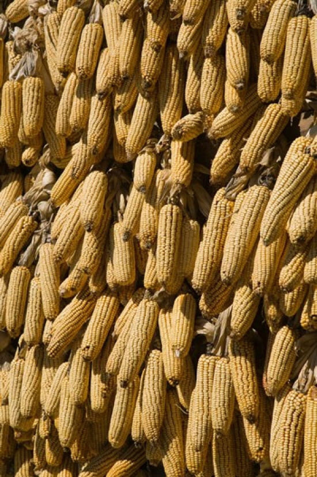 Corn cobs hanging to dry Baisha Lijiang Yunnan Province China Canvas Art - Panoramic Images (24 x 36)