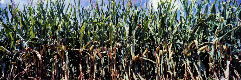 Corn crop in a field Amish country Holmes County Ohio USA Canvas Art - Panoramic Images (36 x 12)