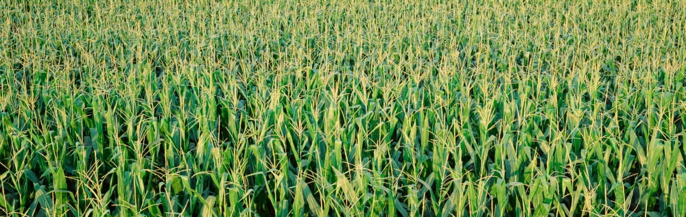 Corn crop in a field Iowa USA Canvas Art - Panoramic Images (36 x 12)