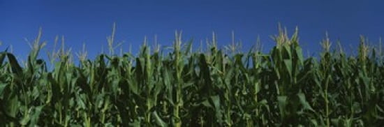 Corn crop in a field New York State USA Canvas Art - Panoramic Images (36 x 12)