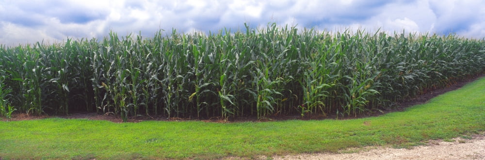 Corn field Coles Philo Urbana Champaign County Illinois USA Canvas Art - Panoramic Images (27 x 9)
