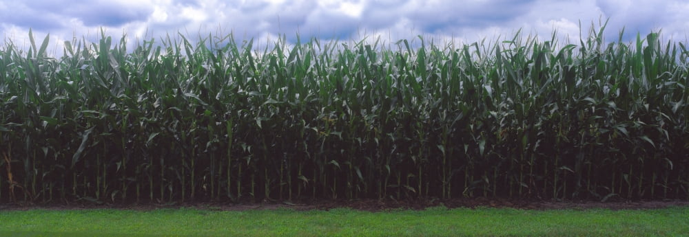 Corn field Coles Philo Urbana Champaign County Illinois USA Canvas Art - Panoramic Images (36 x 12)