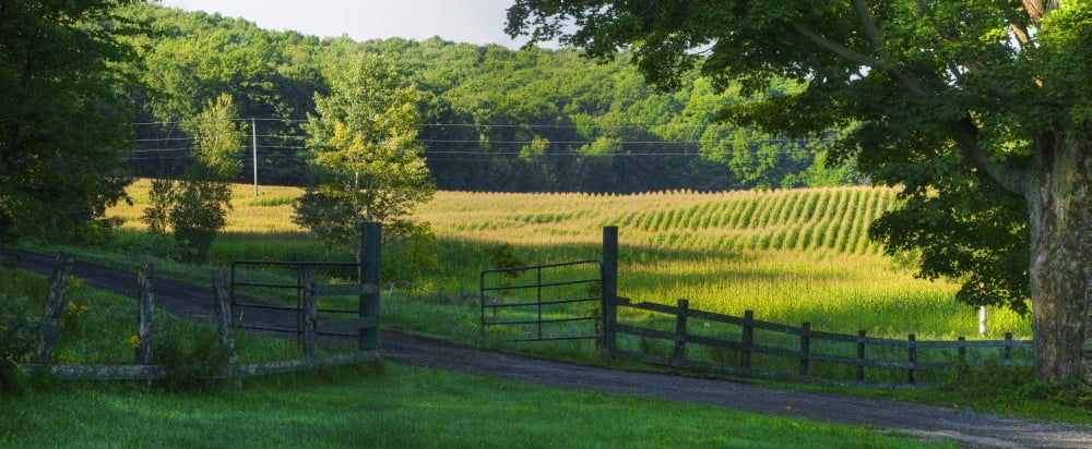 Corn field Dunham Quebec Canada Canvas Art - David Chapman Design Pics (44 x 18)