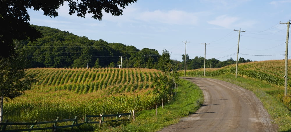 Corn field Dunham Quebec Canada Canvas Art - David Chapman Design Pics (44 x 20)