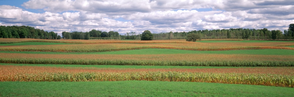 Corn field Michigan USA Canvas Art - Panoramic Images (6 x 18)