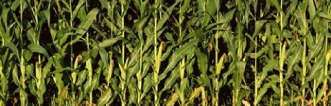 Corn field New York State USA Canvas Art - Panoramic Images (18 x 6)