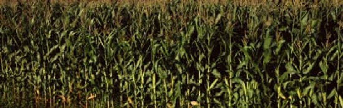 Corn field New York State USA Canvas Art - Panoramic Images (36 x 12)